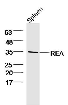 PHB2 Rabbit Polyclonal Antibody