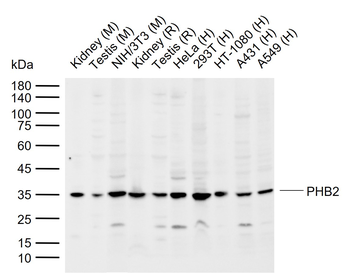 PHB2 Rabbit Polyclonal Antibody