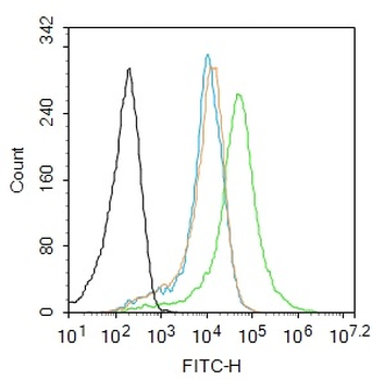 ARHGAP32 Rabbit Polyclonal Antibody