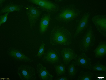 Phospho-SP1 (Thr739) Rabbit Polyclonal Antibody
