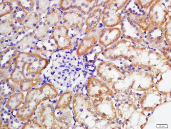 Sulfite oxidase Rabbit Polyclonal Antibody
