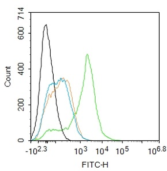 Schlafen 8 Rabbit Polyclonal Antibody