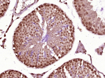 SFRS2IP Rabbit Polyclonal Antibody