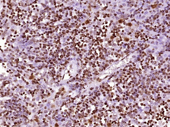 SFRS2IP Rabbit Polyclonal Antibody