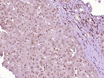 SFRS8 Rabbit Polyclonal Antibody