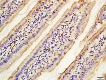 SFRS9 Rabbit Polyclonal Antibody