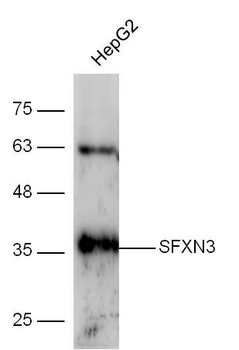 SFXN3 Rabbit Polyclonal Antibody
