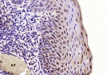 SP2 transcription factor Rabbit Polyclonal Antibody