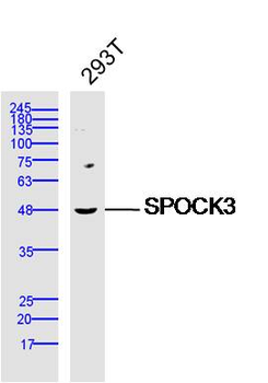 SPOCK3 Rabbit Polyclonal Antibody