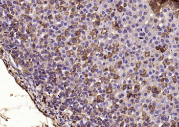 SEH1L Rabbit Polyclonal Antibody