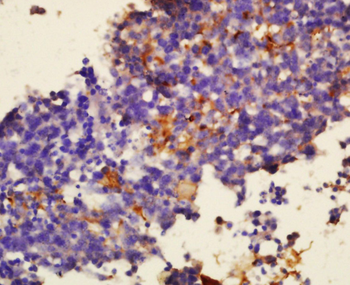 SIGLEC1 Rabbit Polyclonal Antibody
