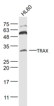 TRAX Rabbit Polyclonal Antibody