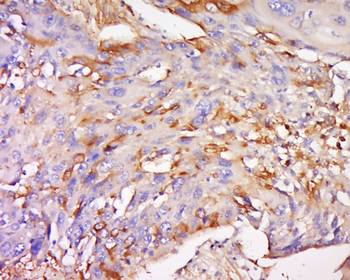 TRIM16L Rabbit Polyclonal Antibody