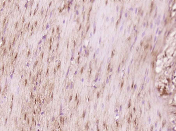 TPRX1 Rabbit Polyclonal Antibody