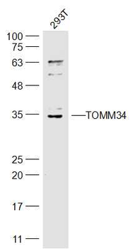 TOMM34 Rabbit Polyclonal Antibody