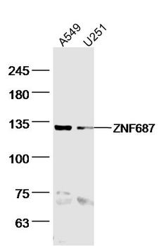 ZNF687 Rabbit Polyclonal Antibody