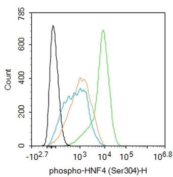 Phospho-HNF4 (Ser304) Rabbit Polyclonal Antibody
