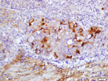 2 Cys Peroxiredoxin Rabbit Polyclonal Antibody