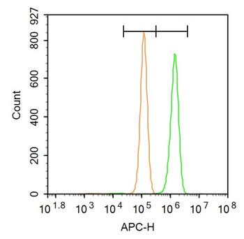 FOXN1 Rabbit Polyclonal Antibody