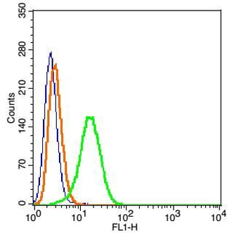 KCNV2 Rabbit Polyclonal Antibody (FITC)