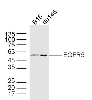 EGFR5 Rabbit Polyclonal Antibody