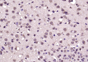 CREG2 Rabbit Polyclonal Antibody