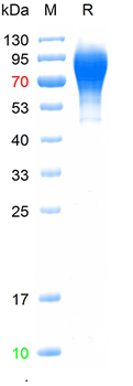 Recombinant HRSVA Major surface glycoprotein G protein (HEK293)