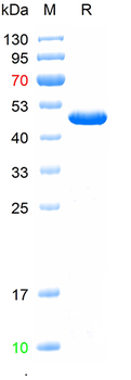 Recombinant human C1Q protein, N-His (HEK293)