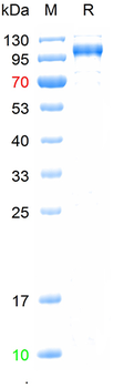 Recombinant human Glutamate carboxypeptidase 2 protein, N-His (HEK293)