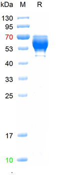 Recombinant human TNFSF13B protein, N-His