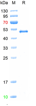 Recombinant human C1Q protein, C-His (HEK293)
