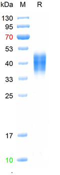 Recombinant human Fc gamma RIIIB / CD16b (NA1) Protein; C-His (HEK293)