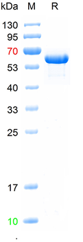 Recombinant human NFKB p65 protein, N-GST