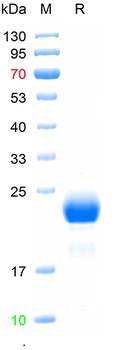 Recombinant human Vasopressin-neurophysin 2-copeptin protein, C-His (HEK293)