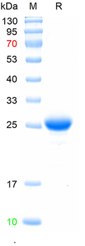 Recombinant human CXCR3 protein, N-Trx&His