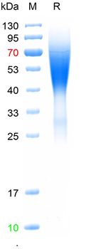 Recombinant human Endomucin protein, C-His (HEK293)