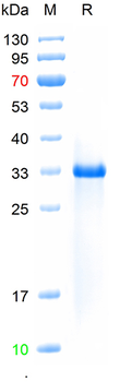 Recombinant human PSA protein, C-His (HEK293)