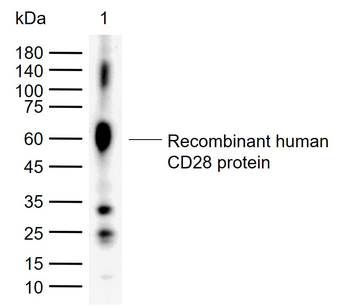 CD28 Rabbit Polyclonal Antibody