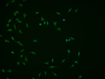 PPARGC1A Rabbit Polyclonal Antibody