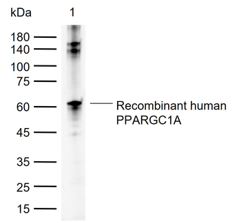 PPARGC1A Rabbit Polyclonal Antibody