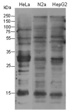 Benzoyllysine Mouse Monoclonal Antibody