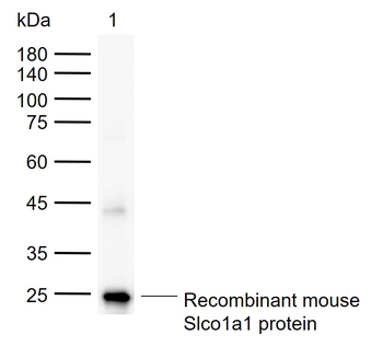 Slco1a1 Rabbit Polyclonal Antibody