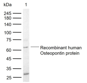 Osteopontin Recombinant Rabbit Monoclonal Antibody