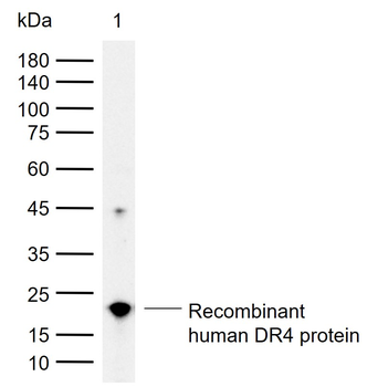 TNFRSF10A Rabbit Polyclonal Antibody