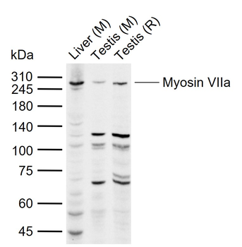Myosin VIIa Rabbit Polyclonal Antibody