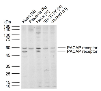 PACAP receptor Rabbit Polyclonal Antibody