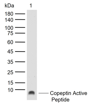 Copeptin Rabbit Polyclonal Antibody