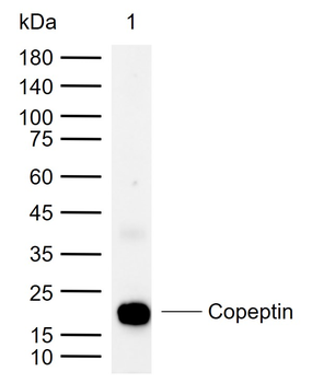 Copeptin Rabbit Polyclonal Antibody