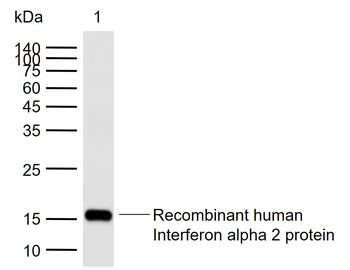 Interferon alpha 2 Rabbit Polyclonal Antibody