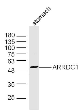 ARRDC1 Rabbit Polyclonal Antibody